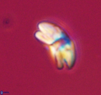 Cyclicargolithus neogammation VR 33764