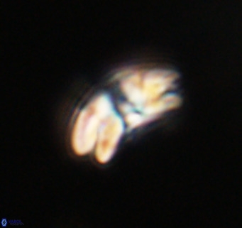 Cyclicargolithus neogammation VR 33767