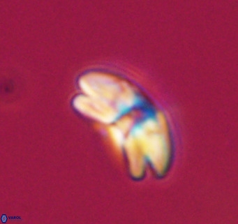 Cyclicargolithus neogammation VR 33769