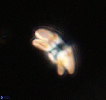 Cyclicargolithus neogammation VR 33770