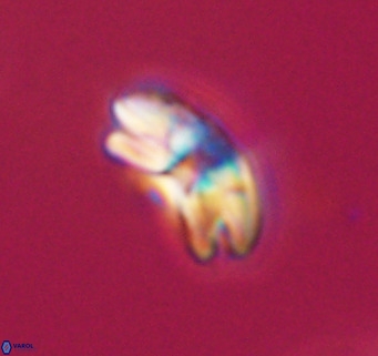 Cyclicargolithus neogammation VR 33772