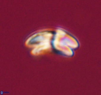 Cyclicargolithus neogammation VR 33773