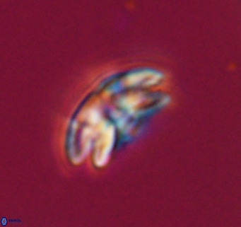 Cyclicargolithus neogammation VR 33776