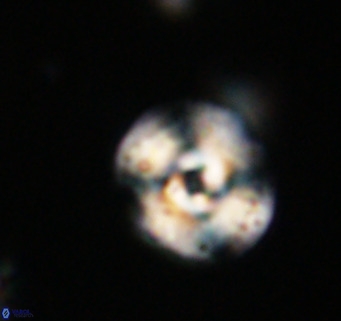 Cyclicargolithus neogammation VR 33779