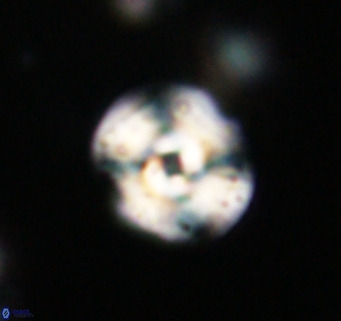 Cyclicargolithus neogammation VR 33782