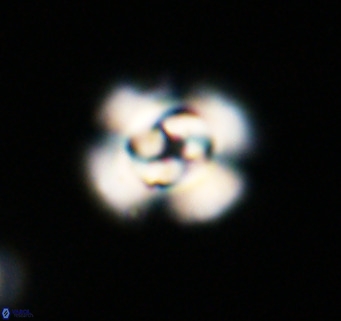 Cyclicargolithus neogammation VR 33784