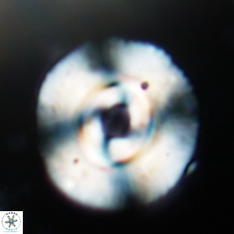Cyclicargolithus abisectus 425