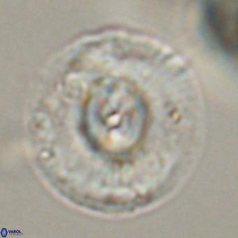 Cyclicargolithus abisectus VR 31602