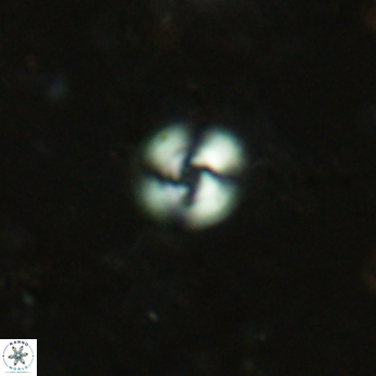 Cyclicargolithus floridanus 2414