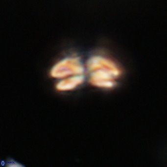 Cyclicargolithus floridanus VR 31386