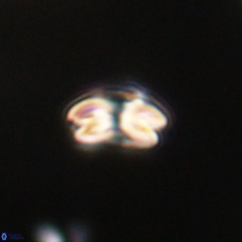 Cyclicargolithus floridanus VR 31390