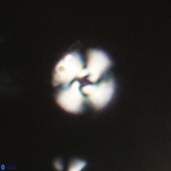 Cyclicargolithus floridanus VR 31398