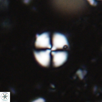 Cyclicargolithus luminus 14986