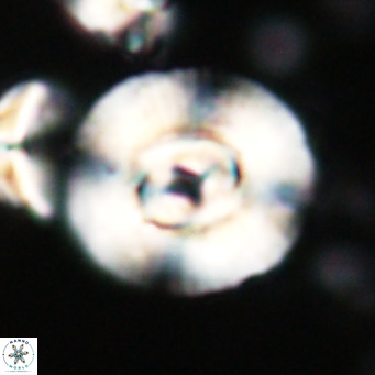 Cyclicargolithus pseudogammation VR 028617