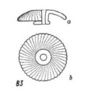 Calcidiscus tanianus 616