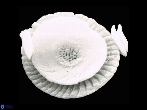 Cycloperfolithus carlae a