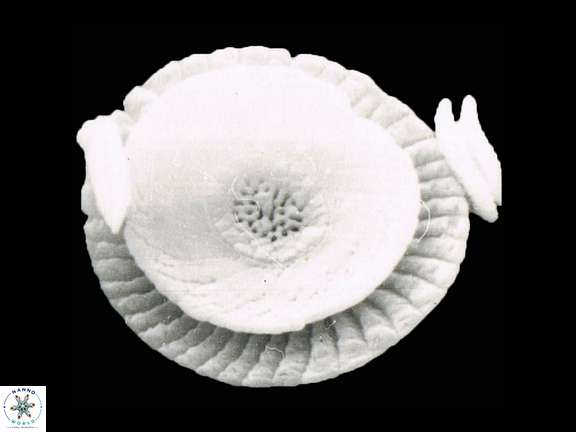 Cycloperfolithus carlae a