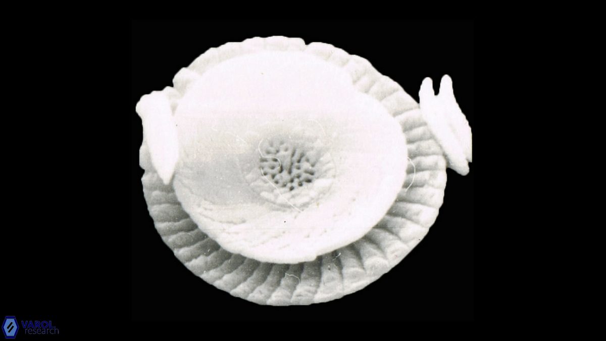 Cycloperfolithus carlae a