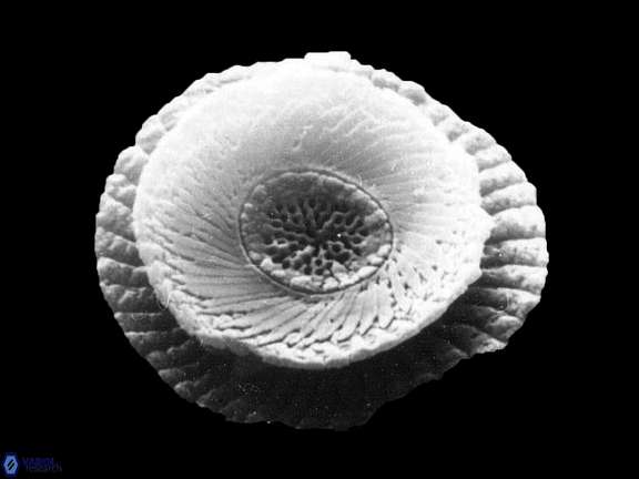 Cycloperfolithus carlae b