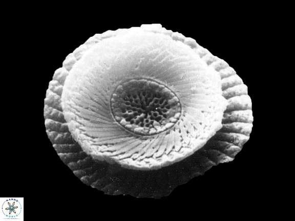 Cycloperfolithus carlae b