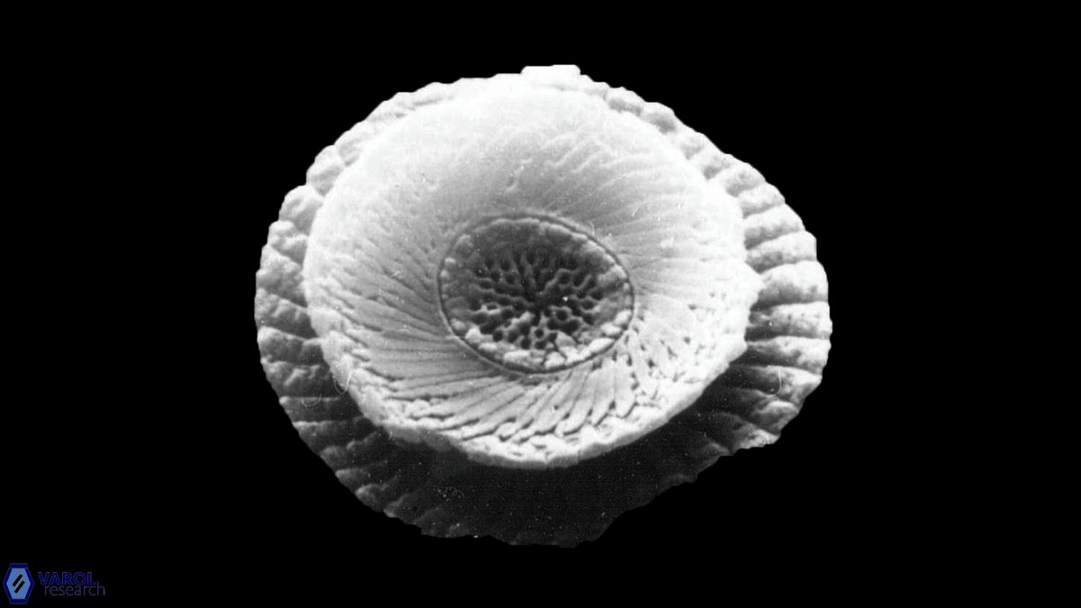 Cycloperfolithus carlae b