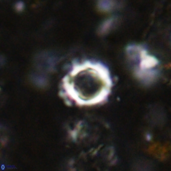 Cylindralithus crassus VR 21147
