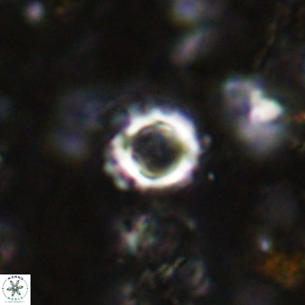 Cylindralithus crassus VR 21147