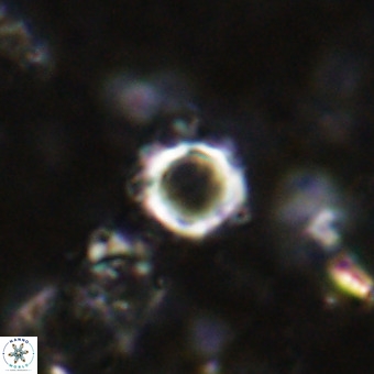 Cylindralithus crassus VR 21148