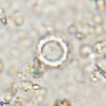 Cylindralithus crassus VR 21158
