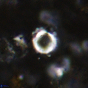 Cylindralithus crassus VR 21151
