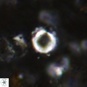 Cylindralithus crassus VR 21151