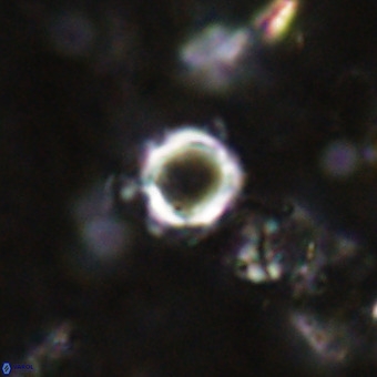 Cylindralithus crassus VR 21153