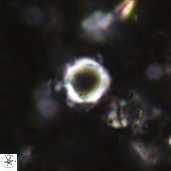 Cylindralithus crassus VR 21153
