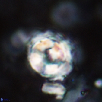 Cylindralithus sculptus 478