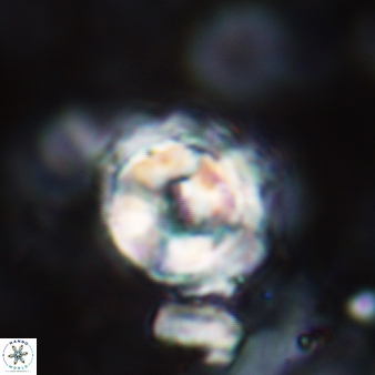 Cylindralithus sculptus 478