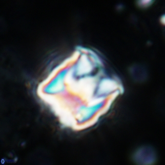 Cylindralithus sculptus 08