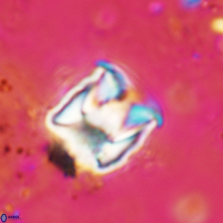 Cylindralithus sculptus 09