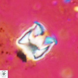 Cylindralithus sculptus 09