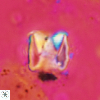 Cylindralithus sculptus 10