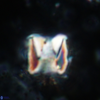 Cylindralithus sculptus 11