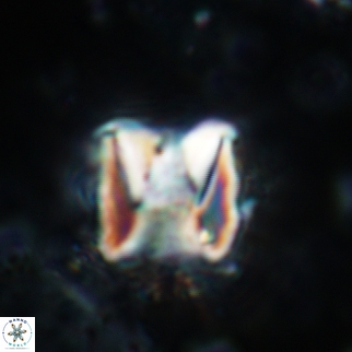 Cylindralithus sculptus 11