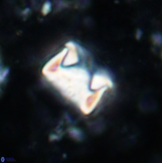 Cylindralithus sculptus 1162