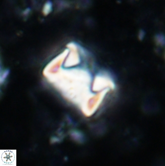 Cylindralithus sculptus 1162