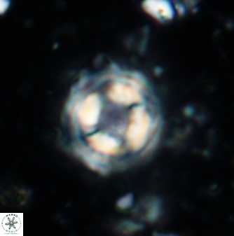 Cylindralithus sculptus 1170