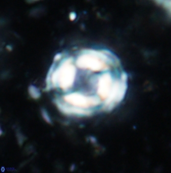 Cylindralithus sculptus 1186