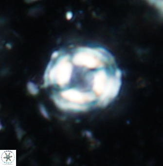 Cylindralithus sculptus 1186