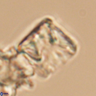 Cylindralithus sculptus 11863