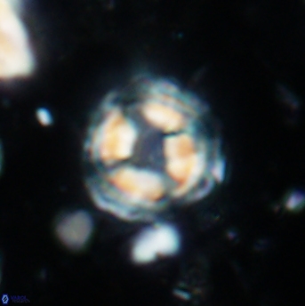 Cylindralithus sculptus 1224