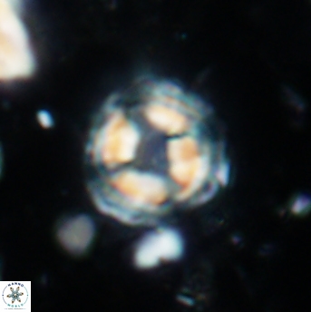 Cylindralithus sculptus 1224