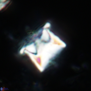 Cylindralithus sculptus 14